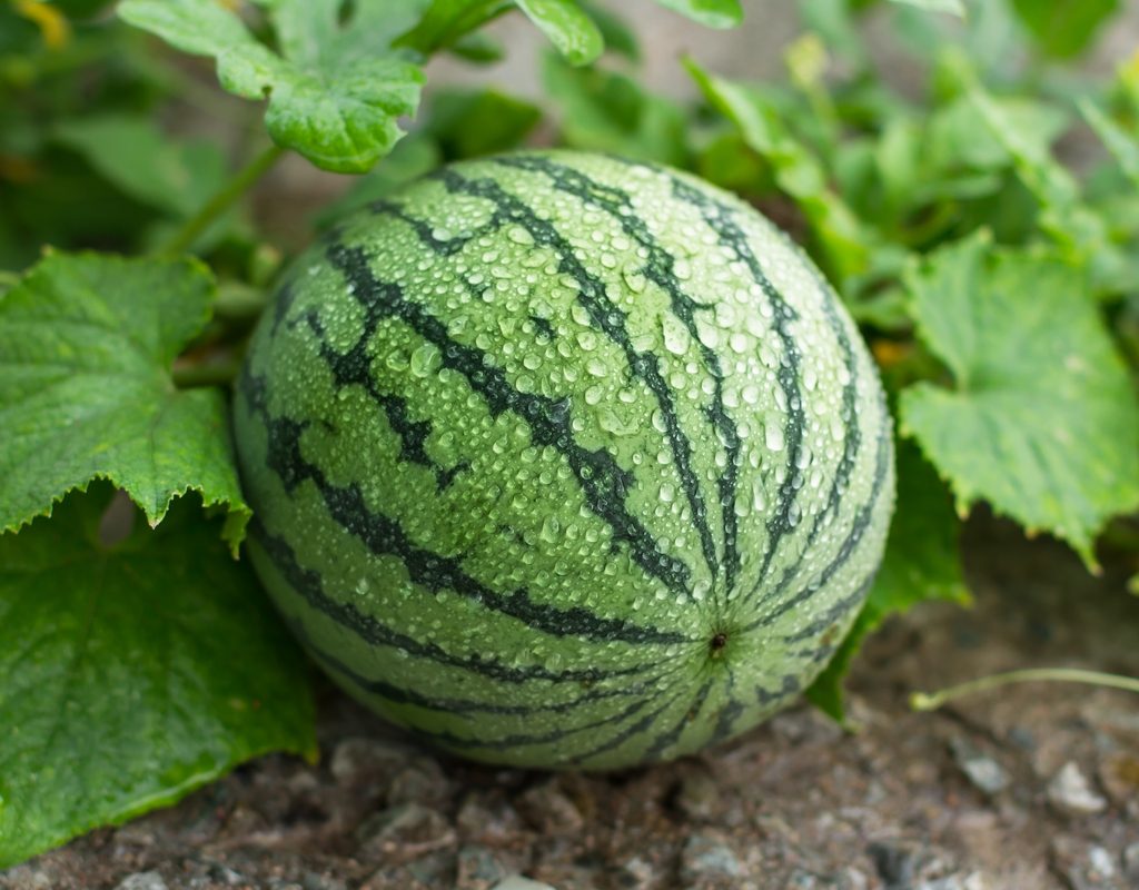 Growing watermelon