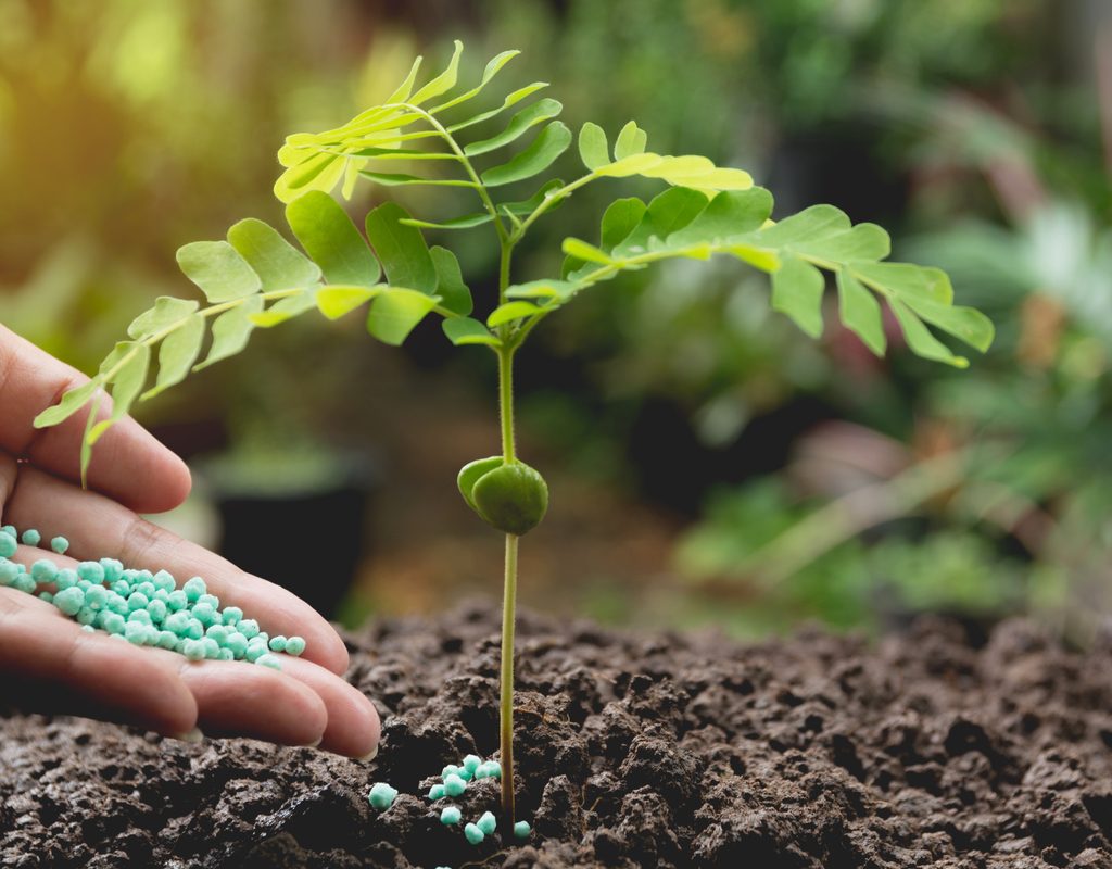 A gardener hand-fertilizing their seedlings