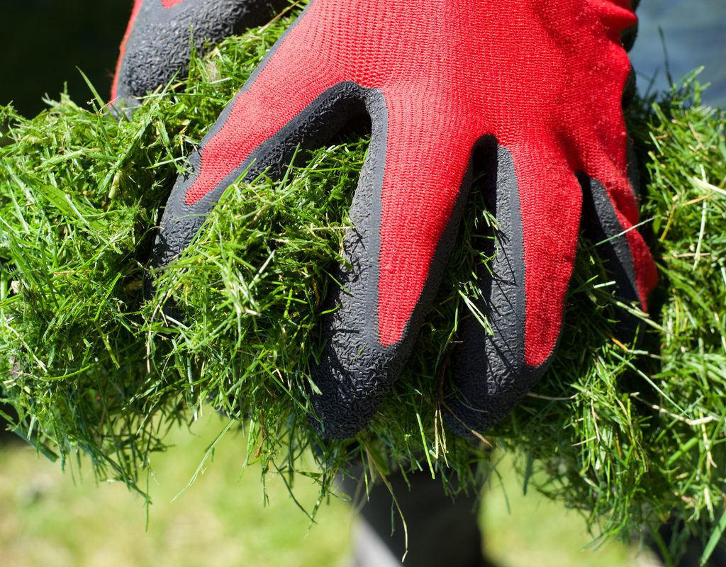 Hands holding fresh grass clippings