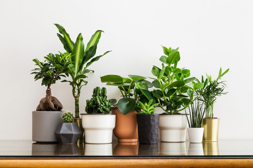 Houseplants on a shelf