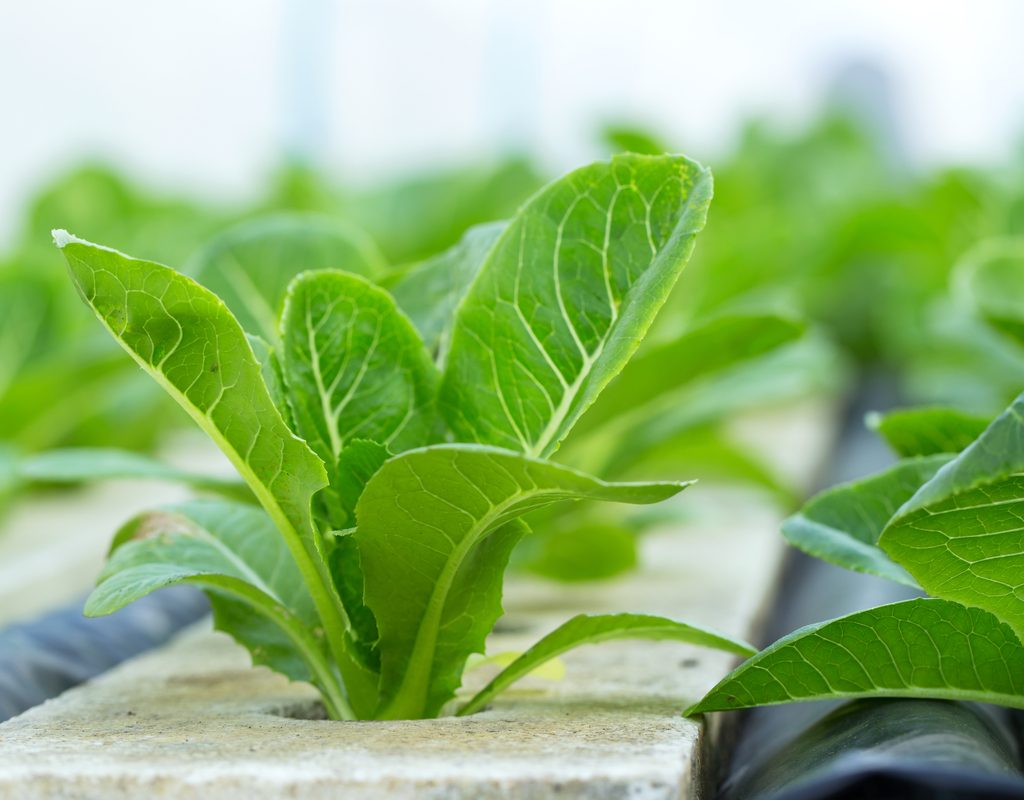A vegetable grown hydroponically