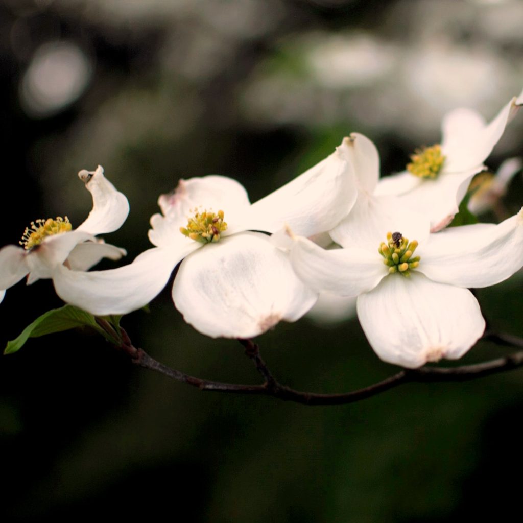 Dogwood flower