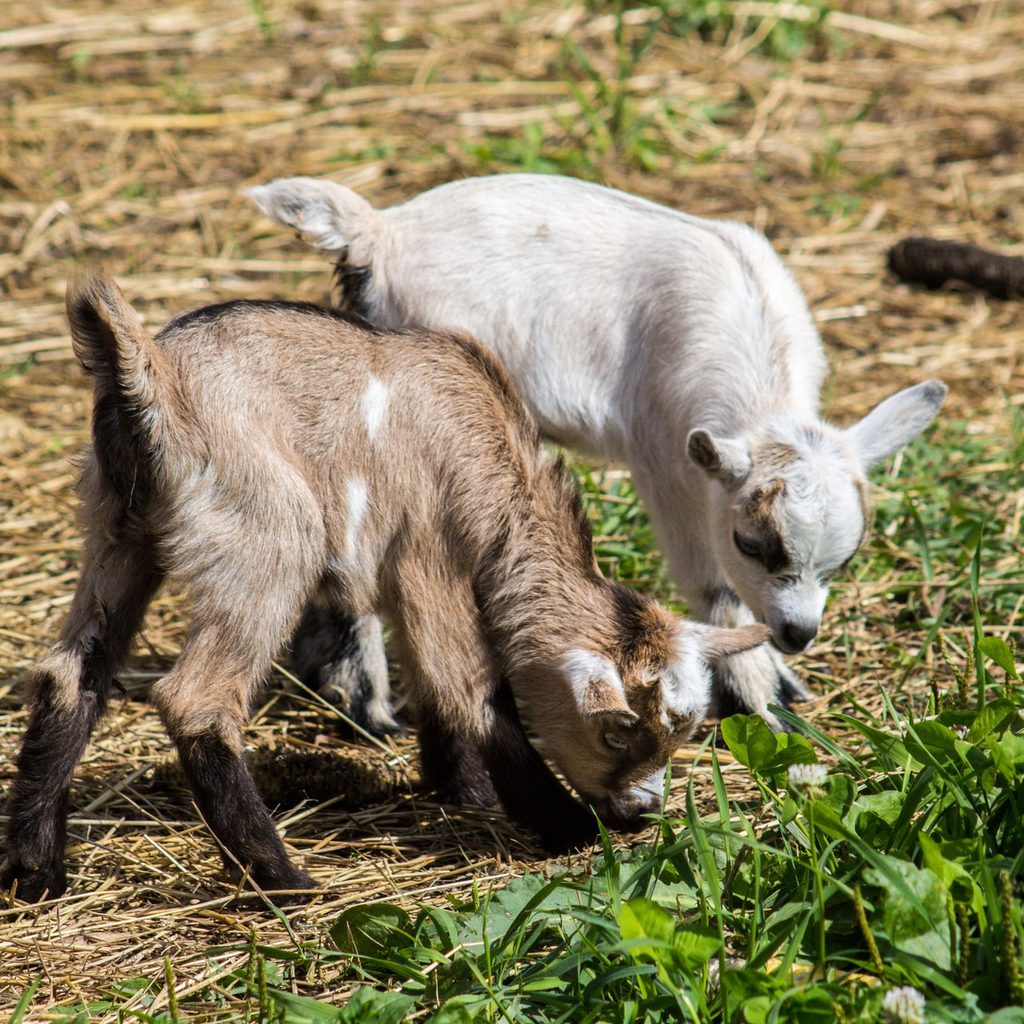 goats part of sustainable farm
