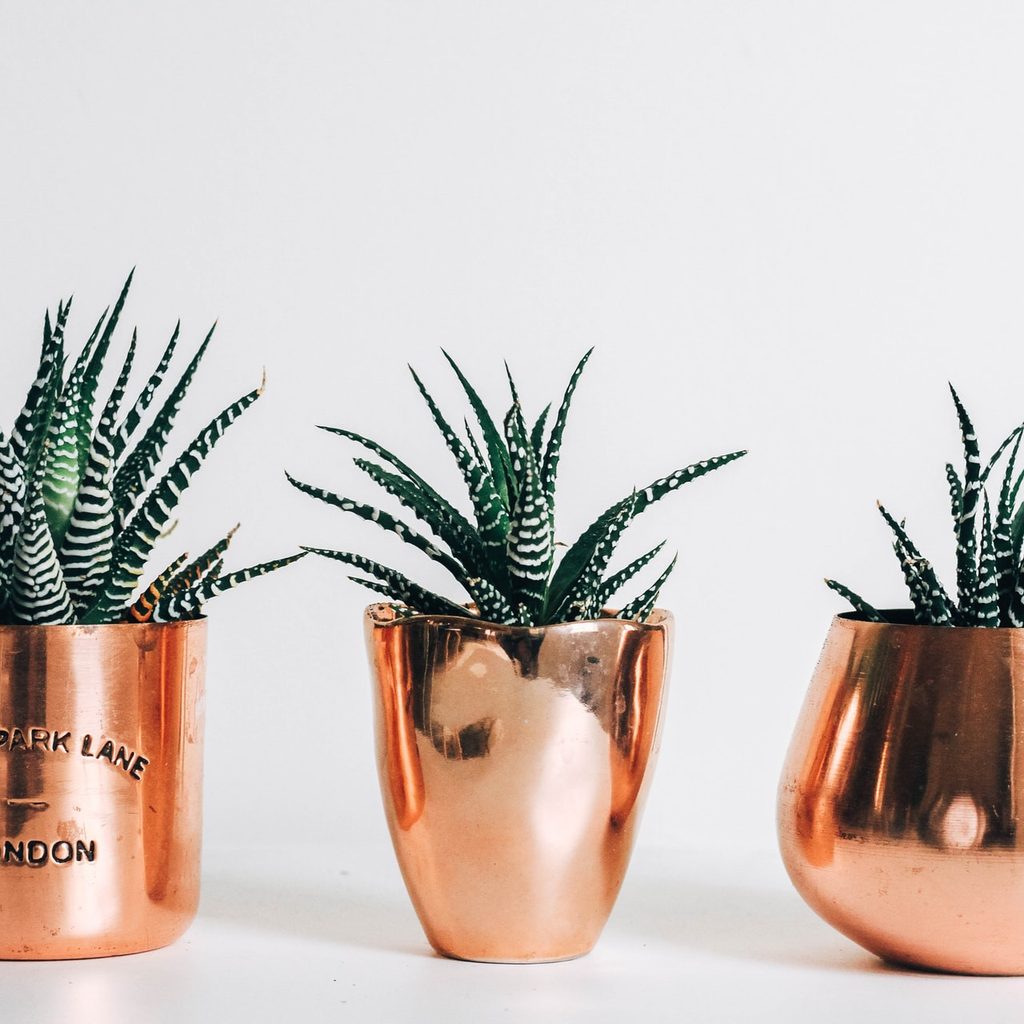 succulents in copper pots
