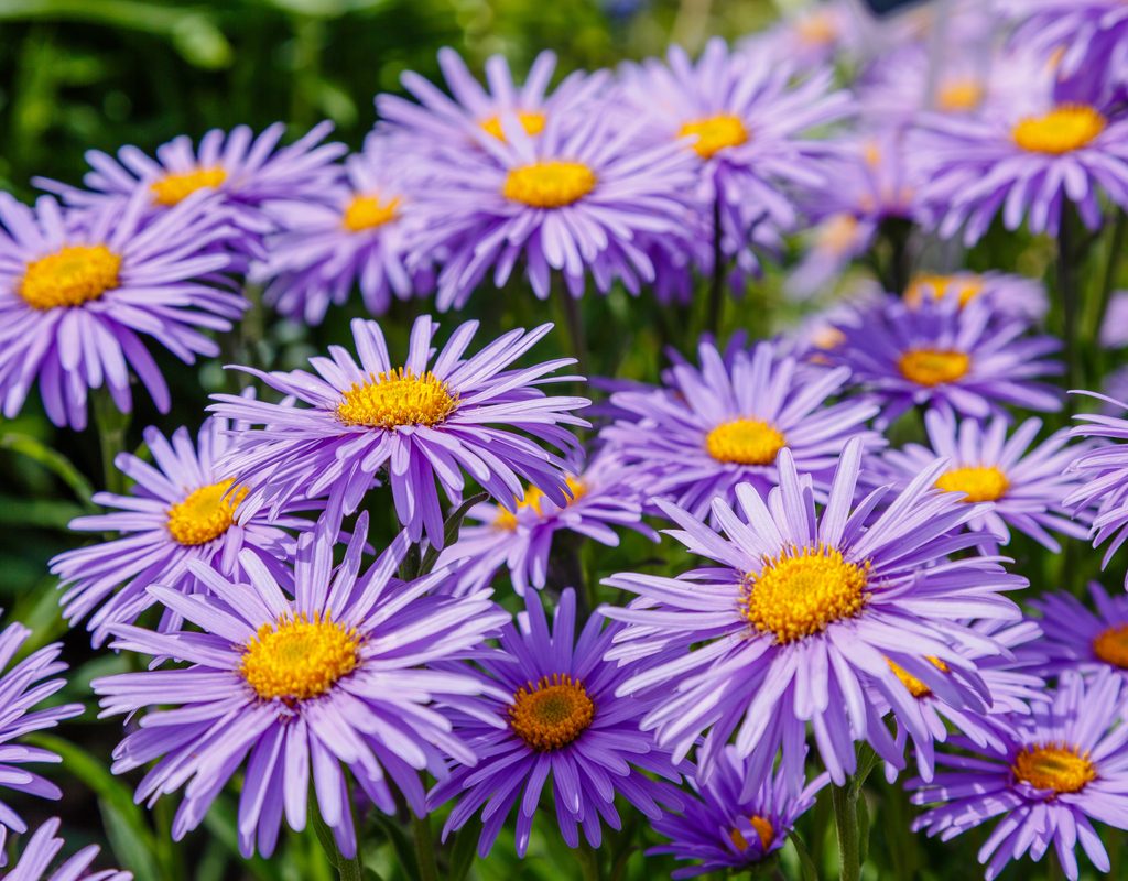 Beautiful light purple asters