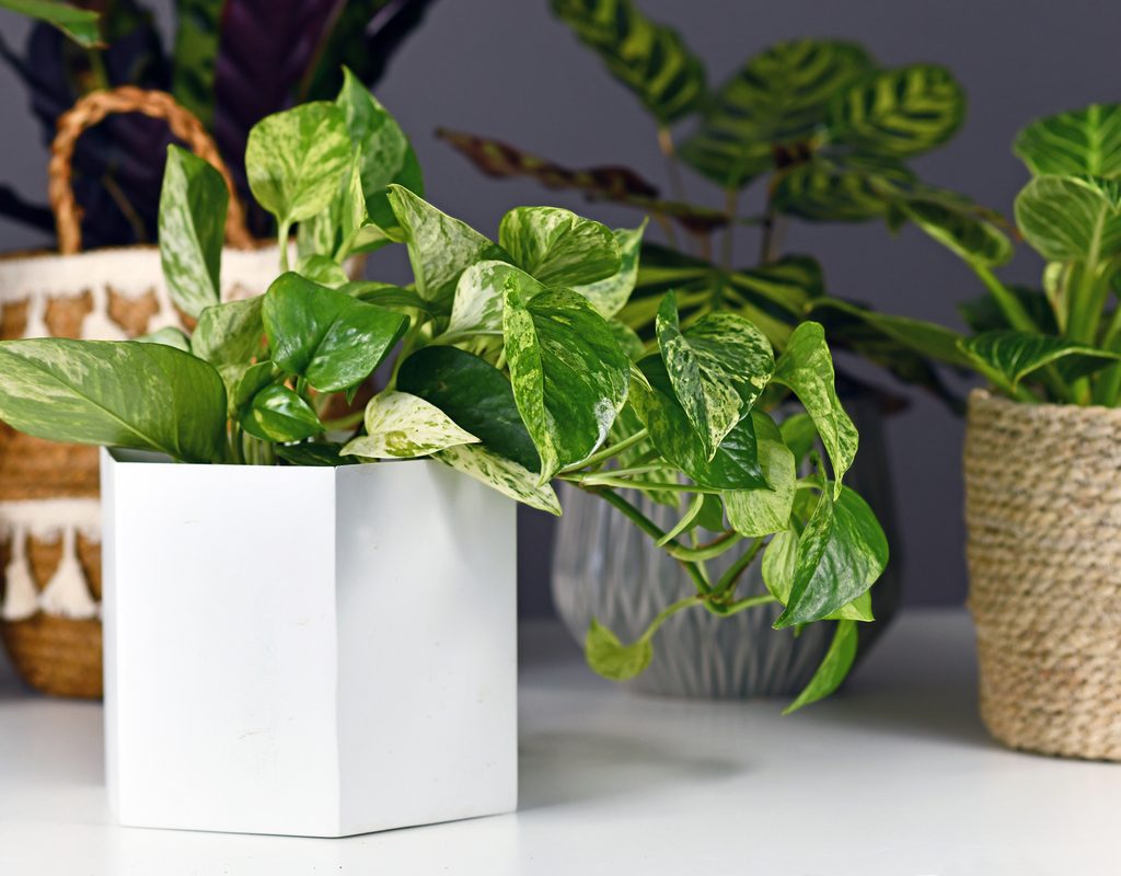 Marble queen pothos