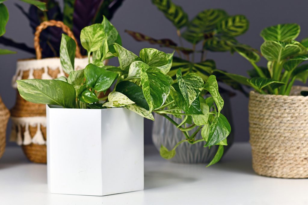 Marble queen pothos