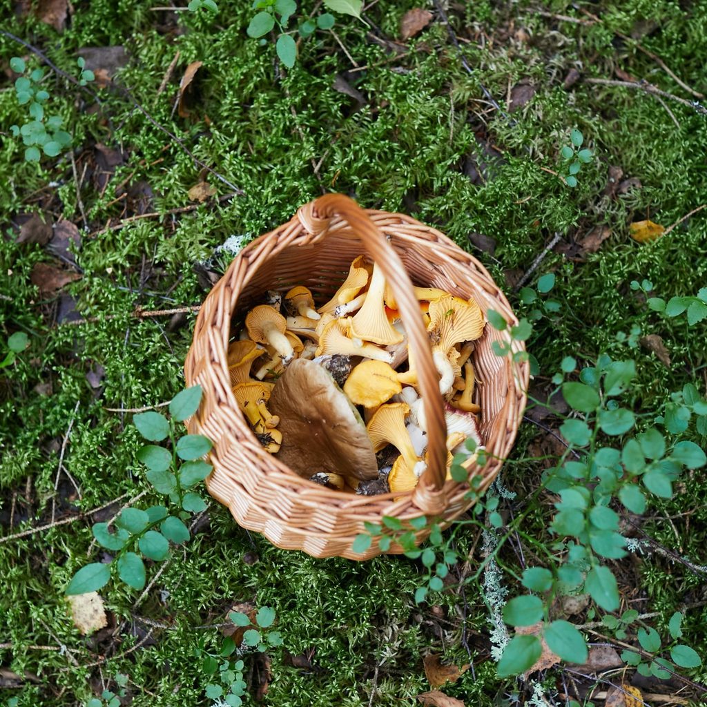 foraging for mushrooms