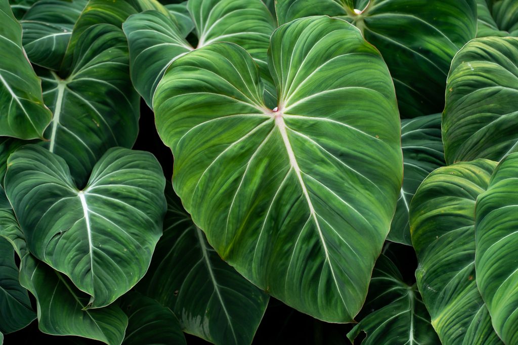 Philodendron gloriosum