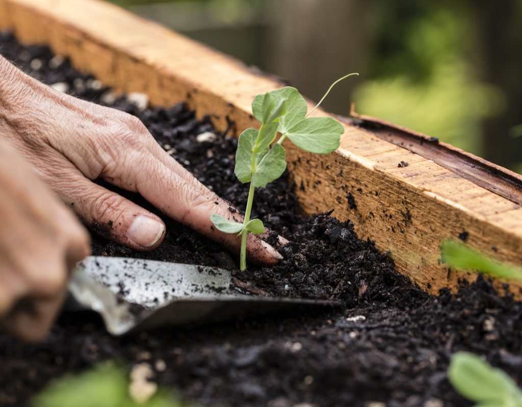 A farmer planting snowpeas