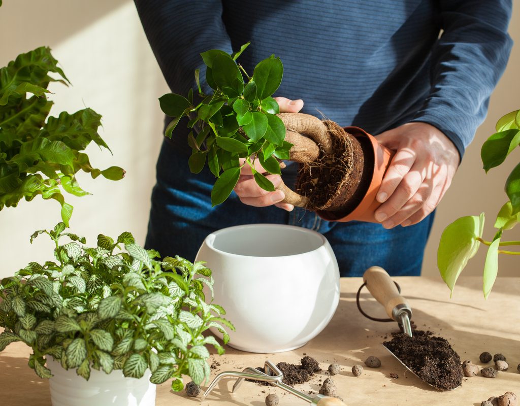 Person repotting a plant