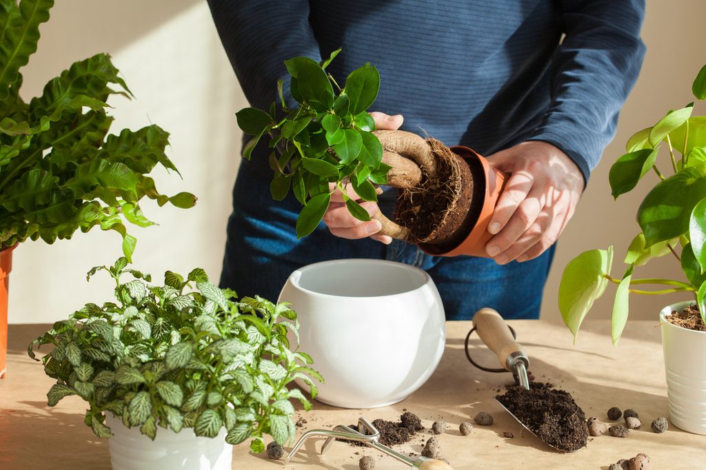Person repotting a plant