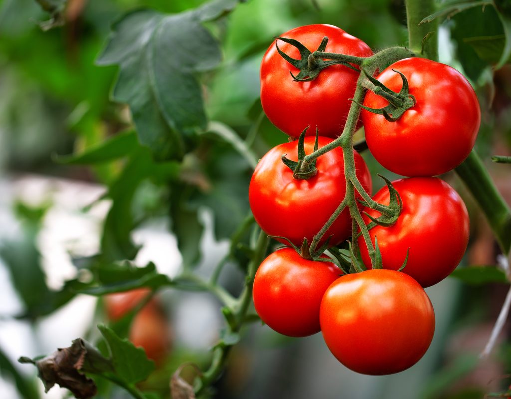 Ripe tomatoes on a vine
