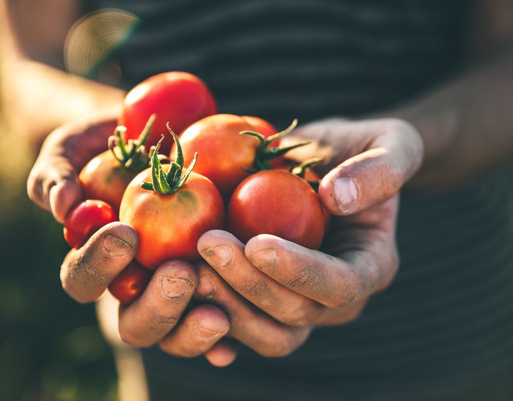 A group of small tomatoes in gardener's hands