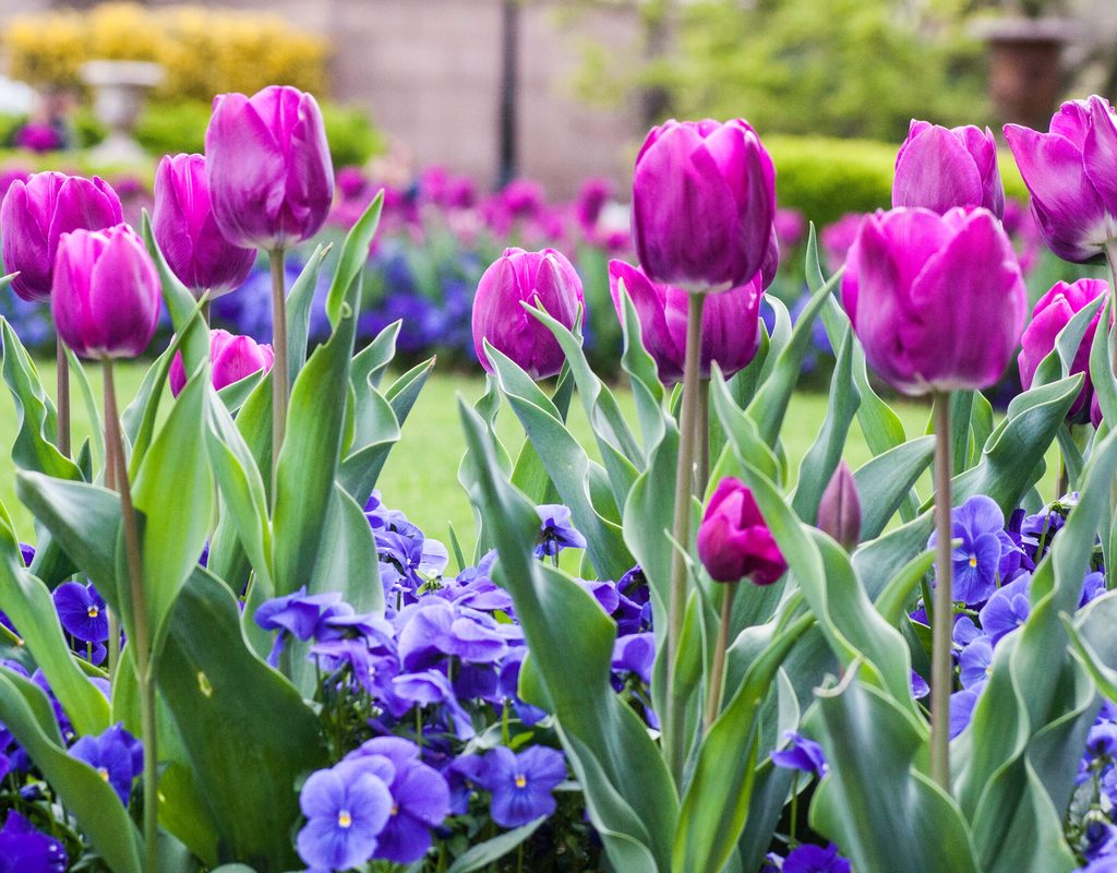 Tulips from the Smithsonian garden