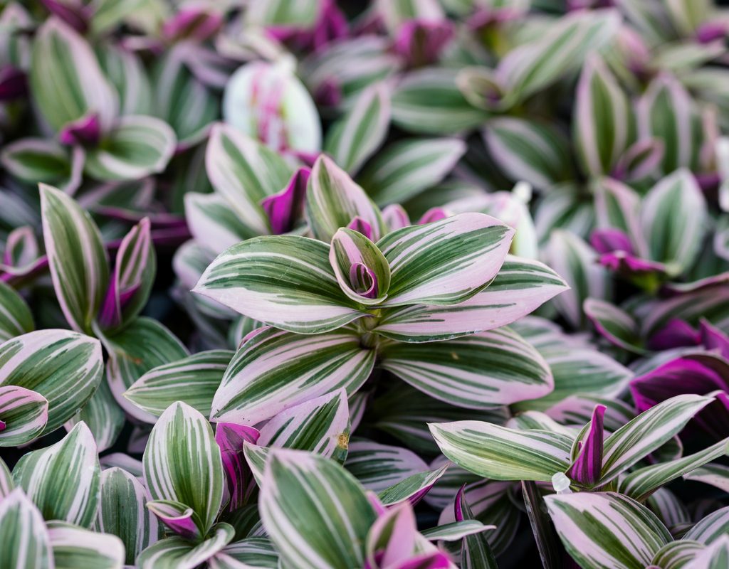 Tradescantia nanouk