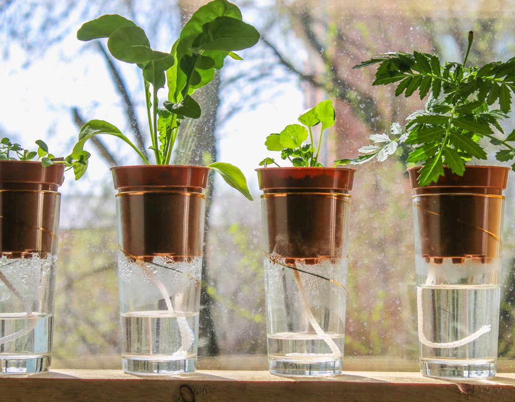 Plants using wick system