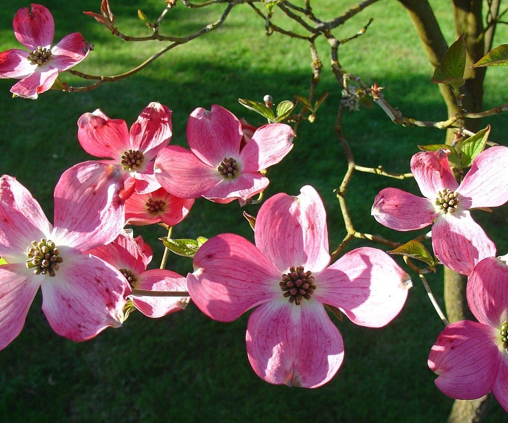 Dogwood tree with pink flowers