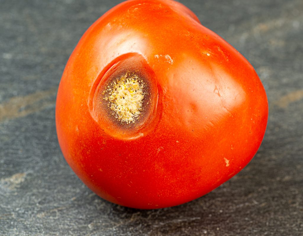 A tomato infected with anthracnose