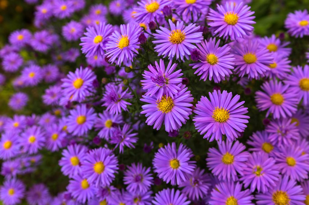 aster flowers