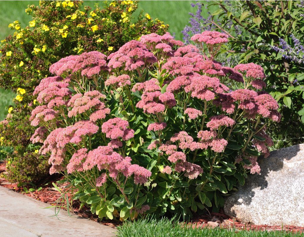 Autumn joy sedum with flowers