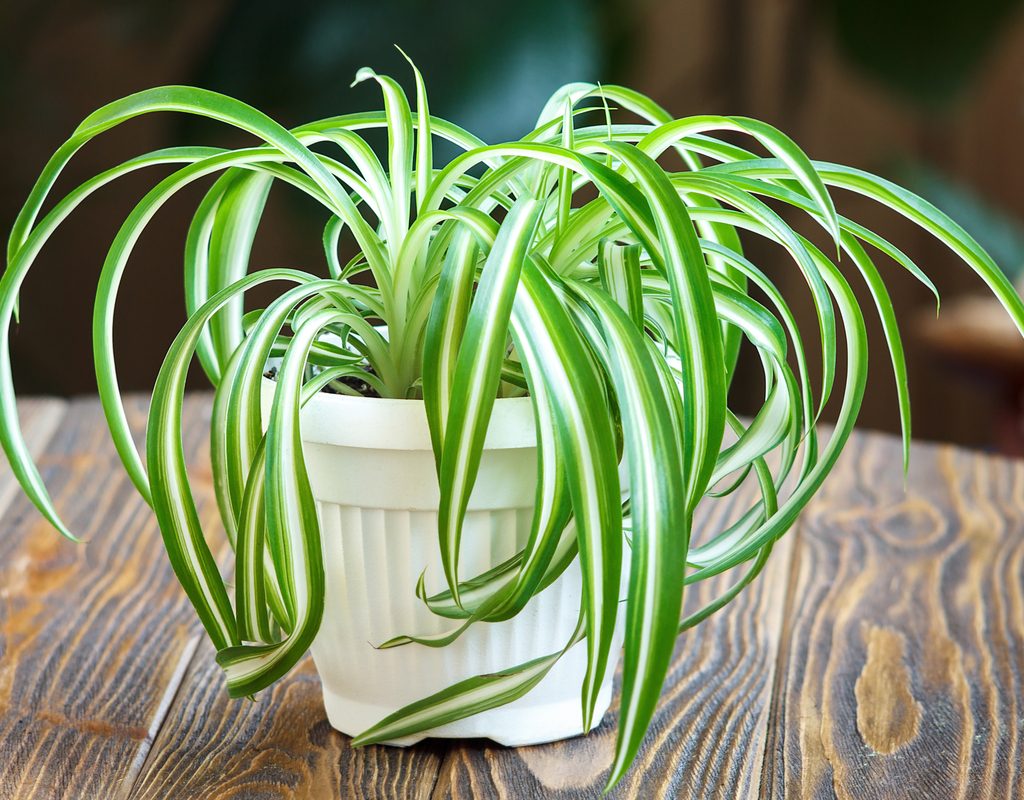 Spider plant