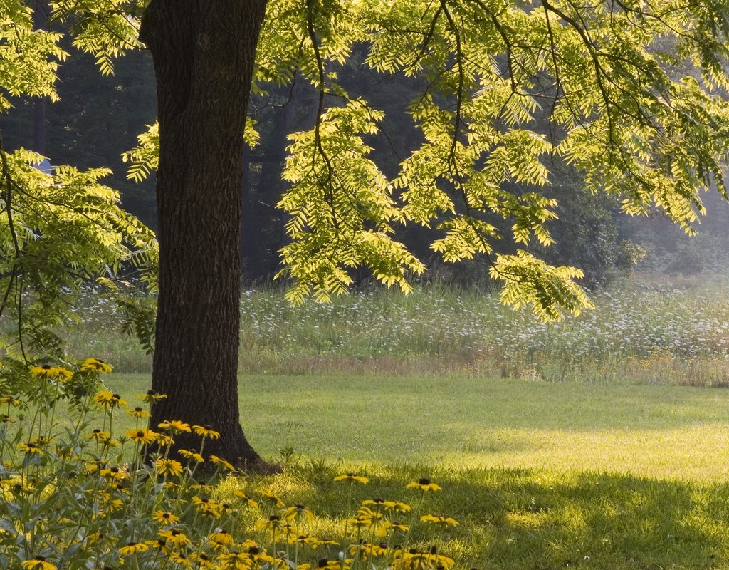 A black walnut tree in the afternoon sun