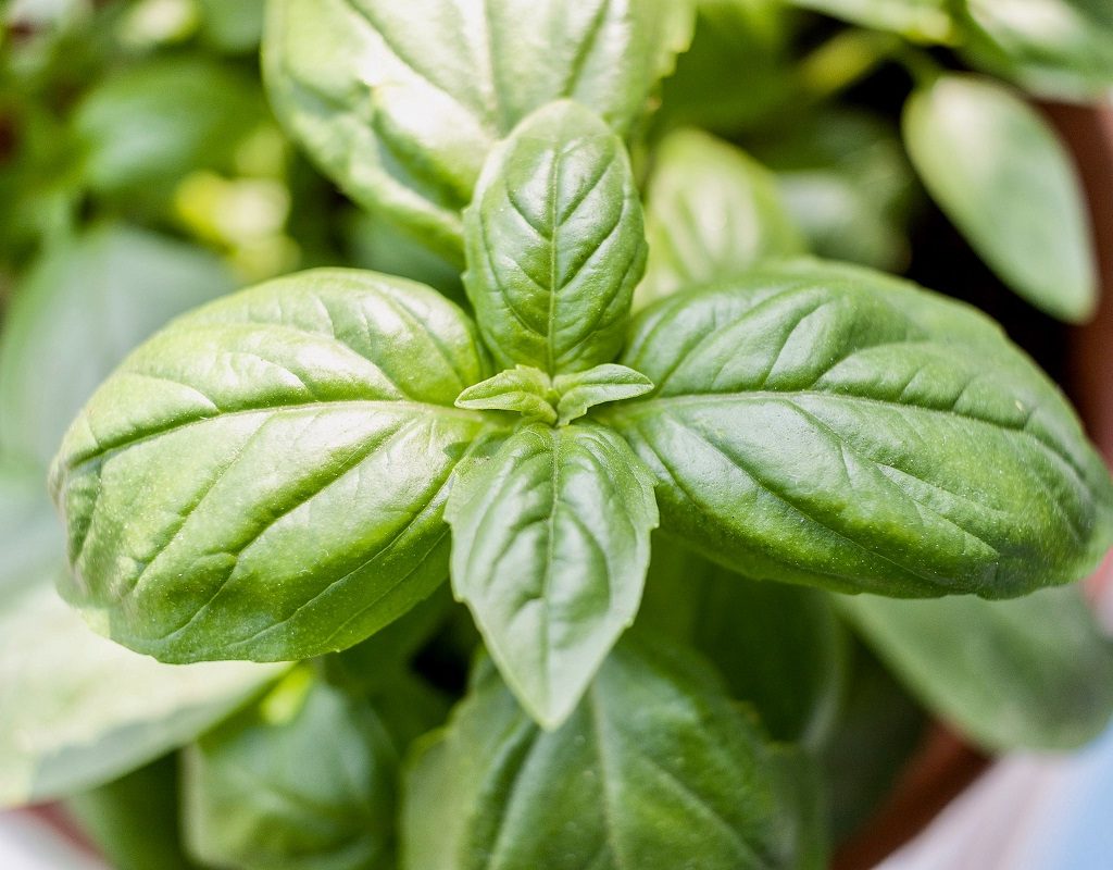 Basil plant close-up