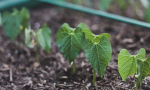 Young bean plants sprouting