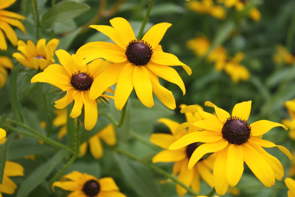 A close-up of some black-eyed Susan blooms