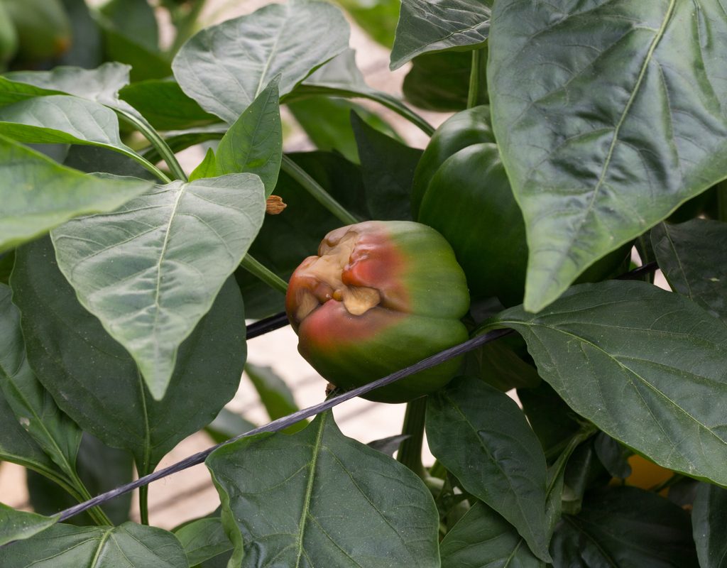 A pepper with blossom end rot