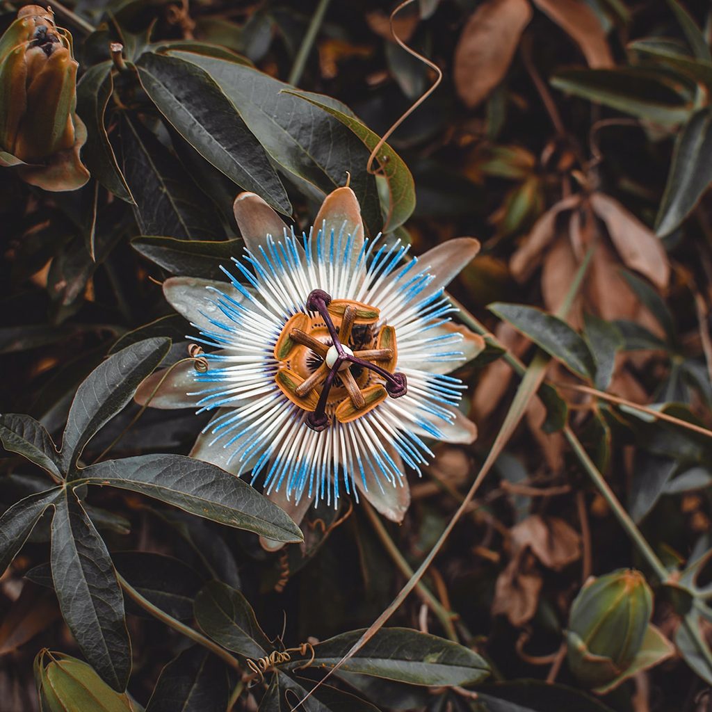 A blue passion flower bloom