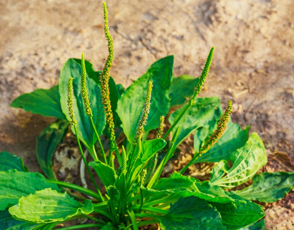 A broadleaf plantain growing in sandy soil