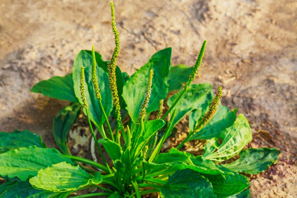 A broadleaf plantain growing in sandy soil