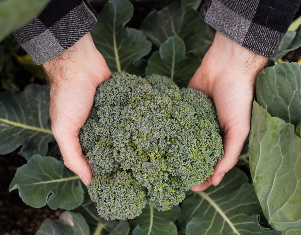 Hands showing a broccoli head growing in the garden