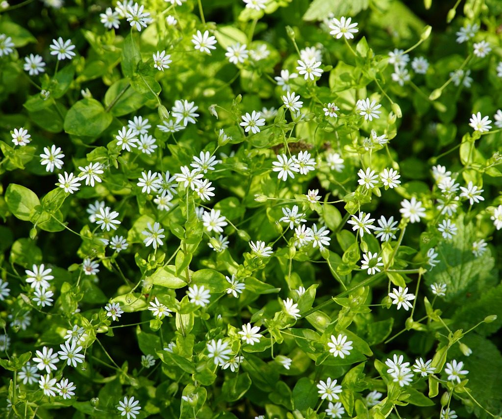 A patch of chickweed