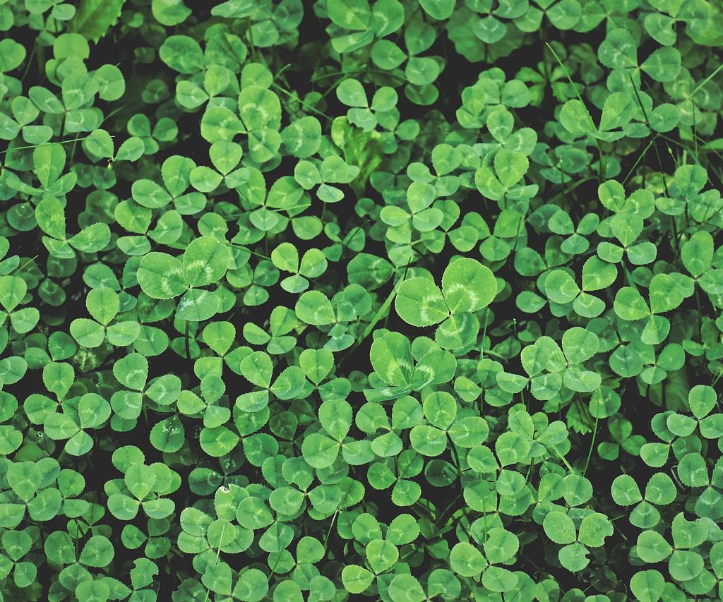 A patch of clovers