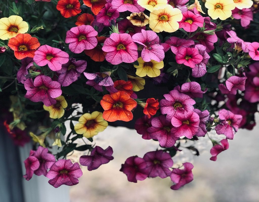 A basket of colorful petunias