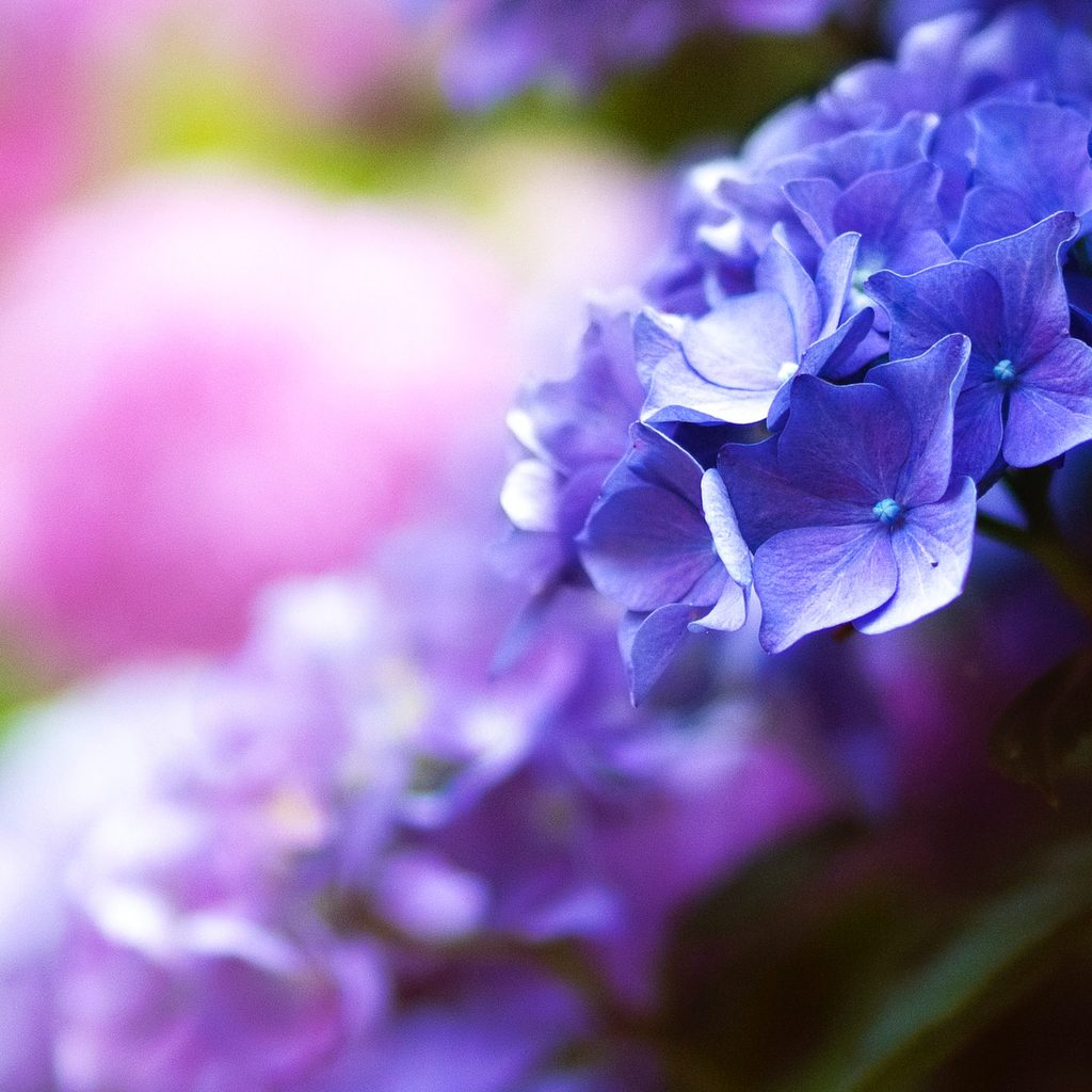 Purple, pink, and blue flowers growing in a row