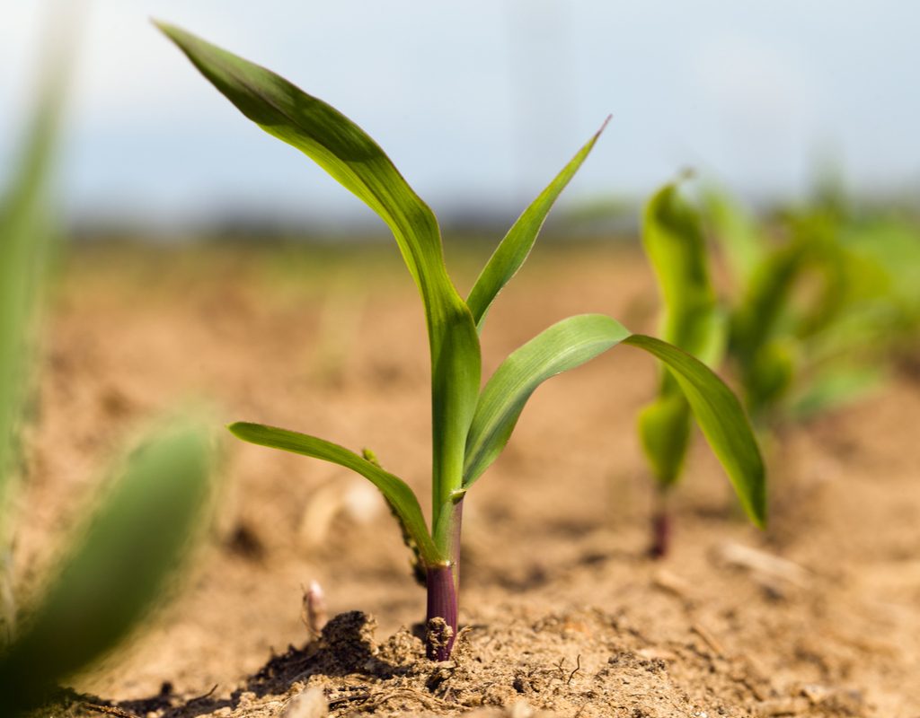 Corn stalk seedings growing in garden