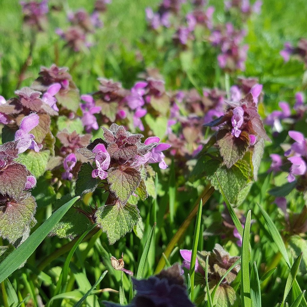 Several stems of purple dead nettle