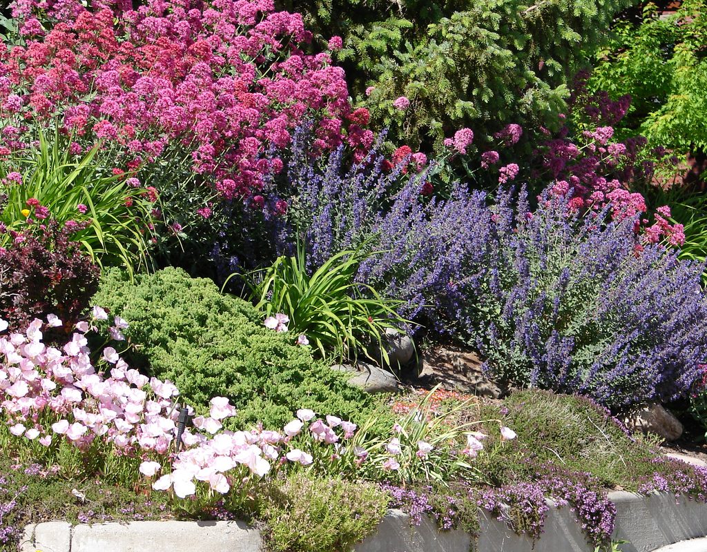 Border garden planted with drought-tolerant flowers