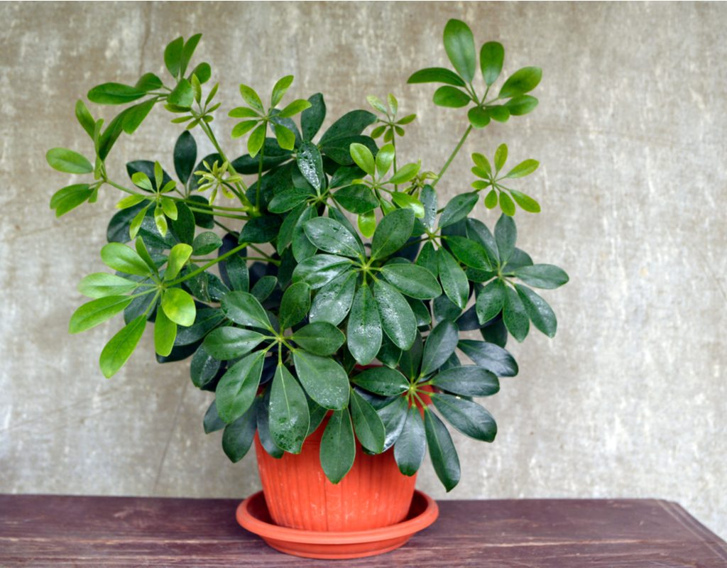 Dwarf umbrella plant