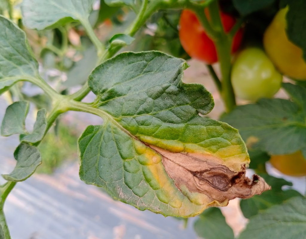 Tomato plant infected with early blight
