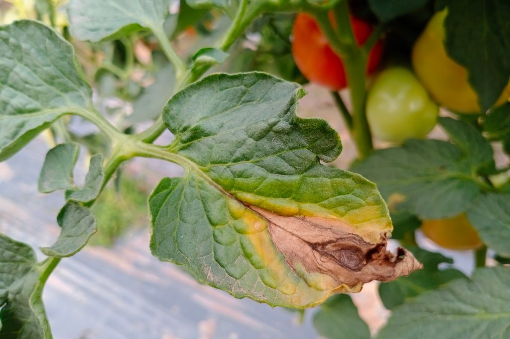 Tomato plant infected with early blight