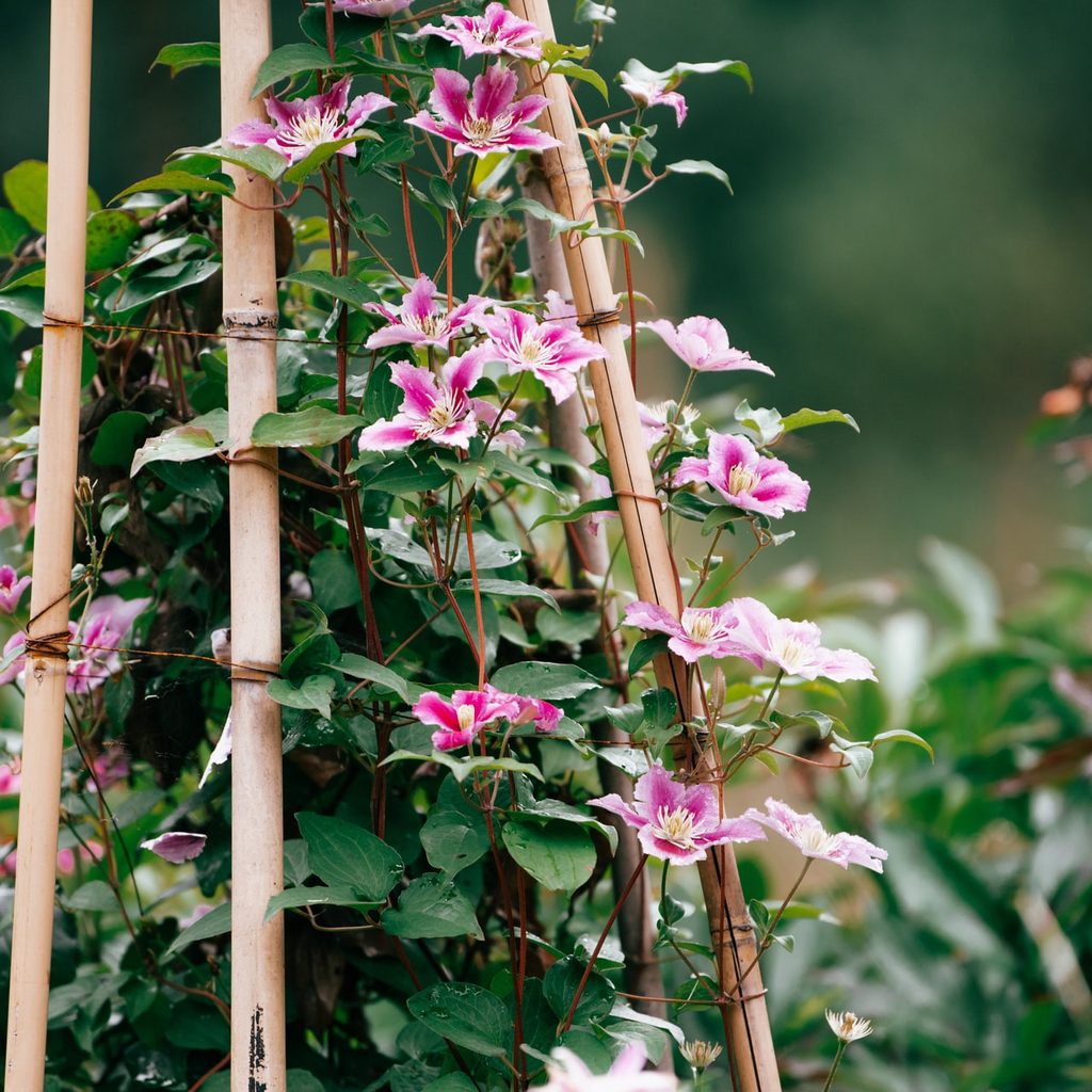 Clematis climbing trellis