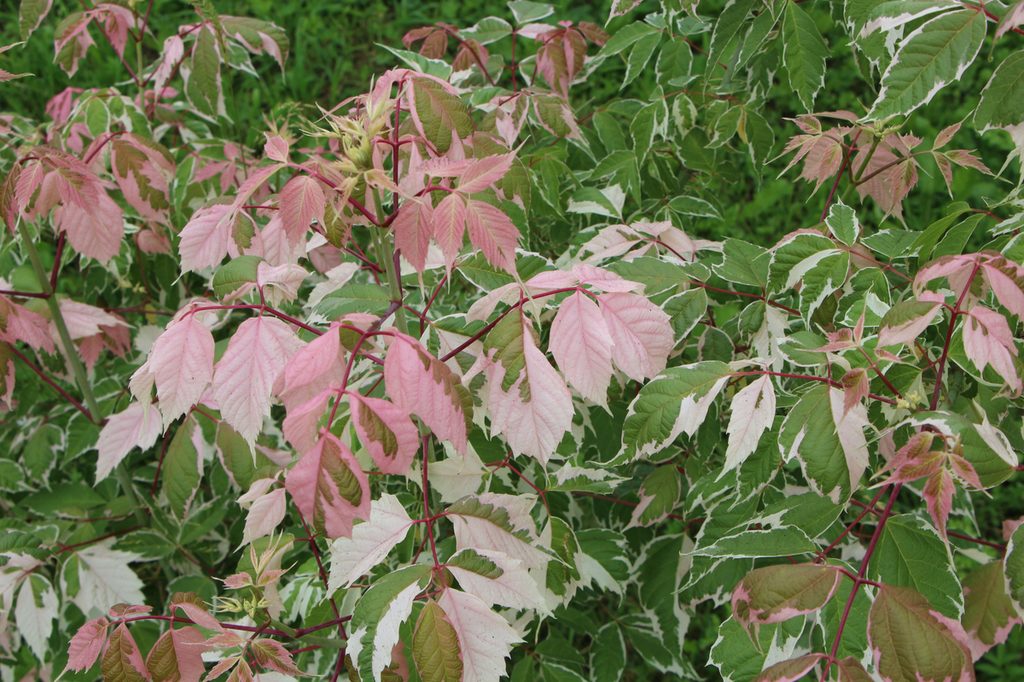 Flamingo Boxelder foliage
