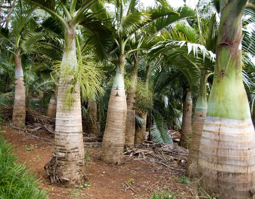 Forest of spindle palm plant