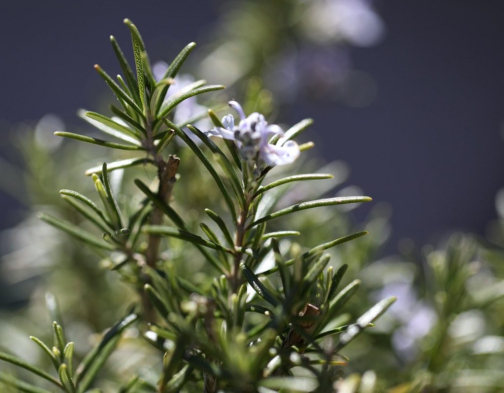 Fresh sprigs of rosemary