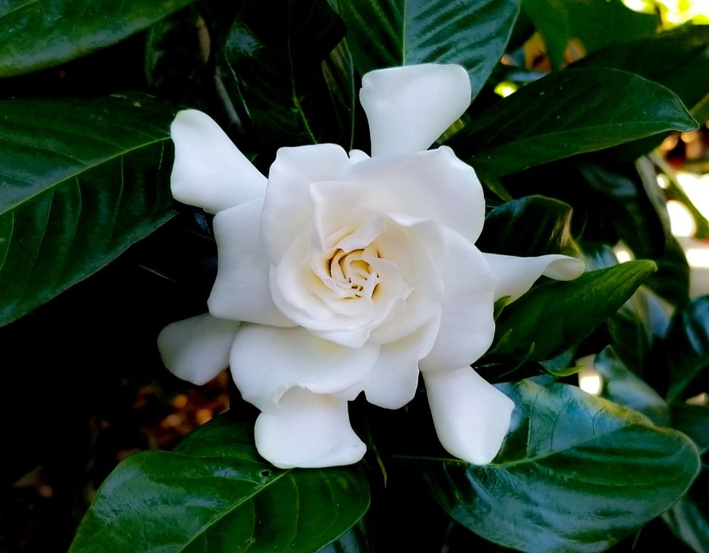 A white gardenia bloom